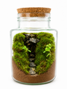 Forest Canyon Moss Terrarium تراريوم وادي الطحالب الغابي 🌿
