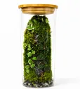 Mystic Moss Terrarium تراريوم الطحالب الغامض