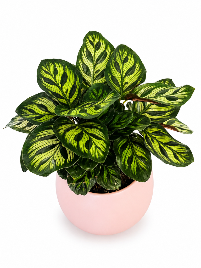 [5002-8] Potted Calathea Prayer Plant نبات الكالاتيا بوعاء