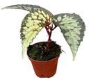 Begonia Lucifer  