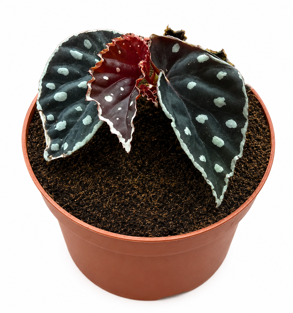 Begonia Fire Fly بيغونيا فاير فلاي