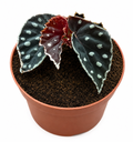 Begonia Fire Fly بيغونيا فاير فلاي