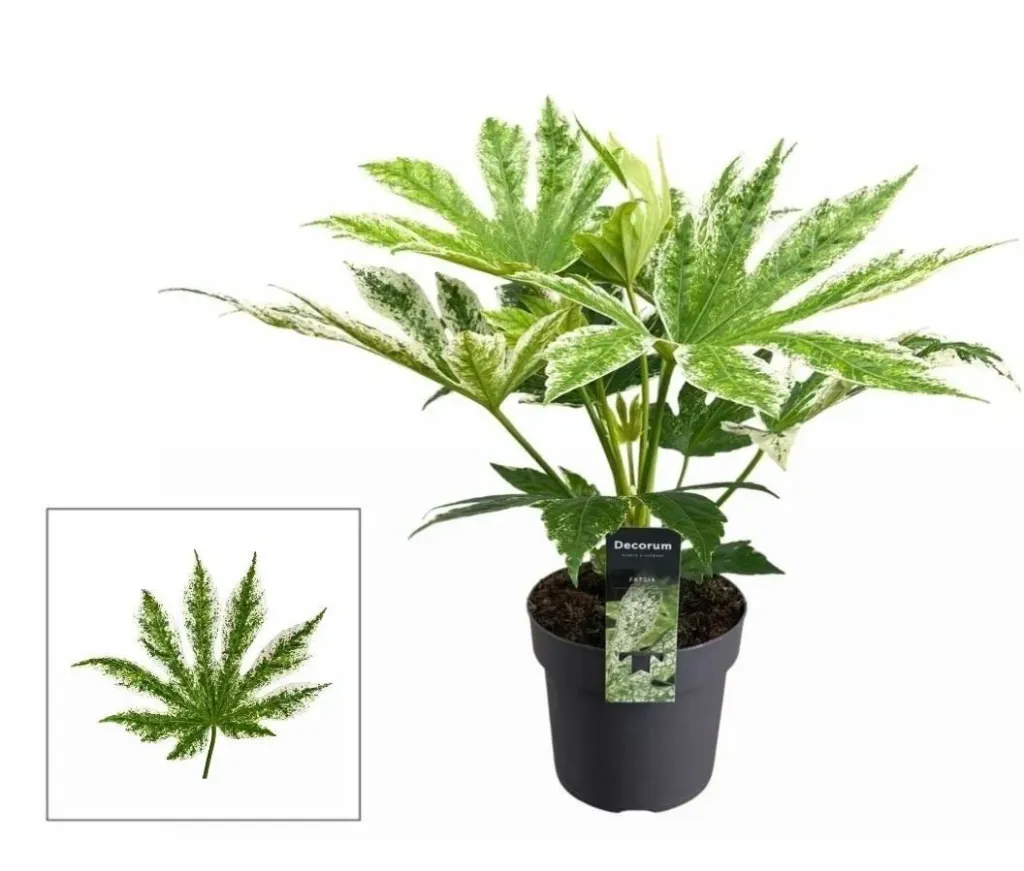 Fatsia Japonica Variegata فاتسيا جابونيكا فاريجاتا