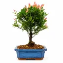Mix Bonsai Syzygium Buxifolium تشكيلة بونساي سيزيجيوم بوكسيفوليوم