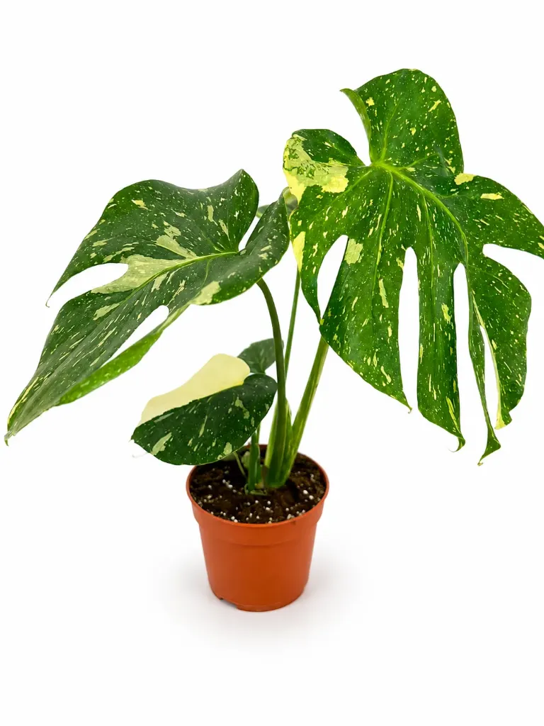 Monstera Thai Constellation