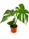 Monstera Thai Constellation
