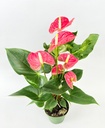 Anthurium Plant نبات الأنثوريوم / زهرة الفلامنجو