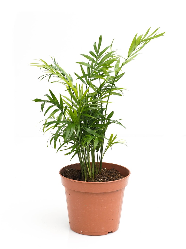 [00036007] Chamaedorea Elegans – Parlour Palm نخلة الشاميدوريا الأنيقة