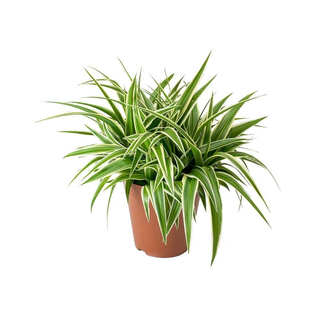 Chlorophytum Ocean - Spider Plant كلوروفيتوم أوشن - نبتة العنكبوت