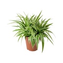 Chlorophytum Ocean - Spider Plant كلوروفيتوم أوشن - نبتة العنكبوت