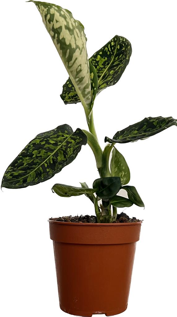 Dieffenbachia Reflector