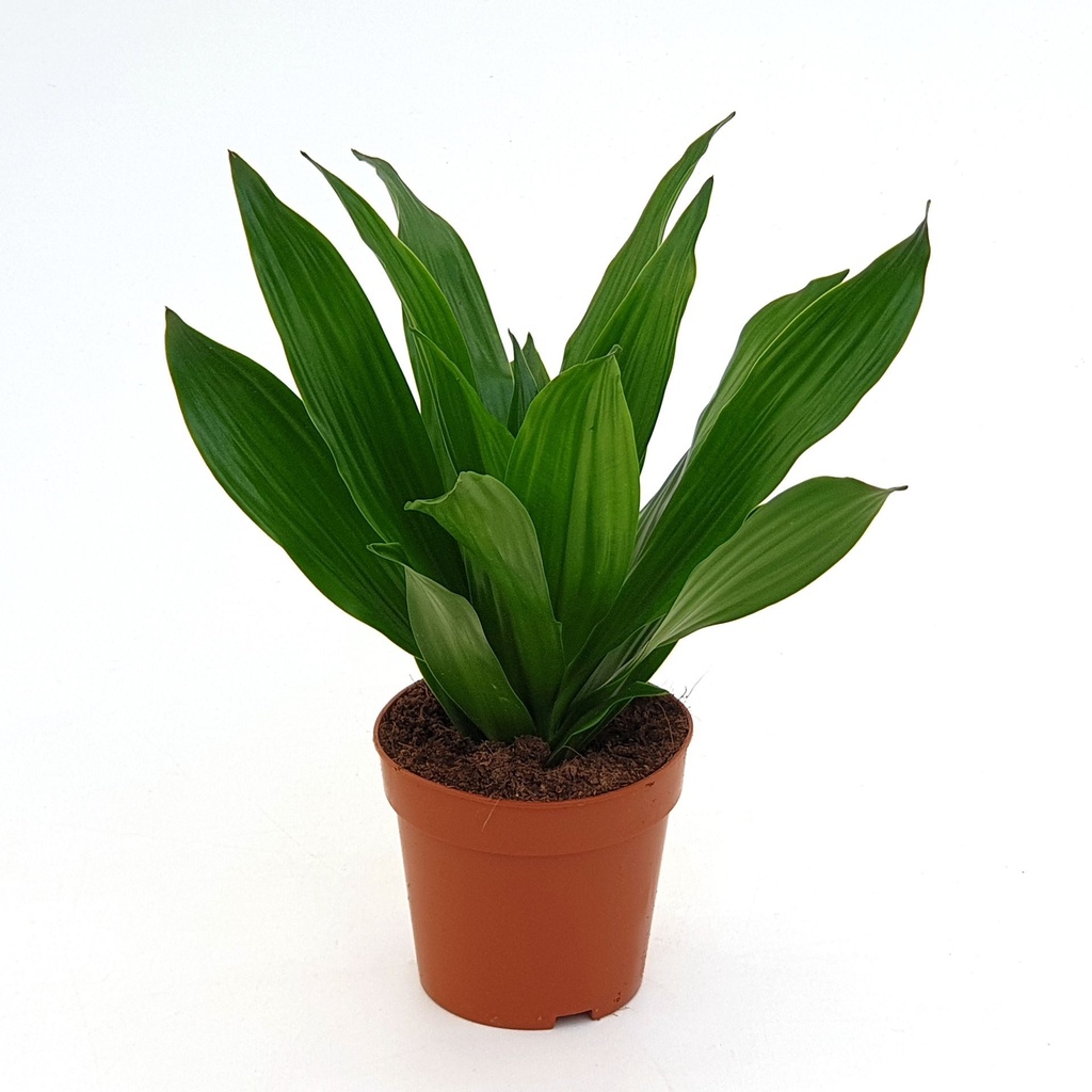 Dracaena Compacta Mix دراسينا كومباكتا مكس