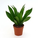 Dracaena Compacta Mix دراسينا كومباكتا مكس