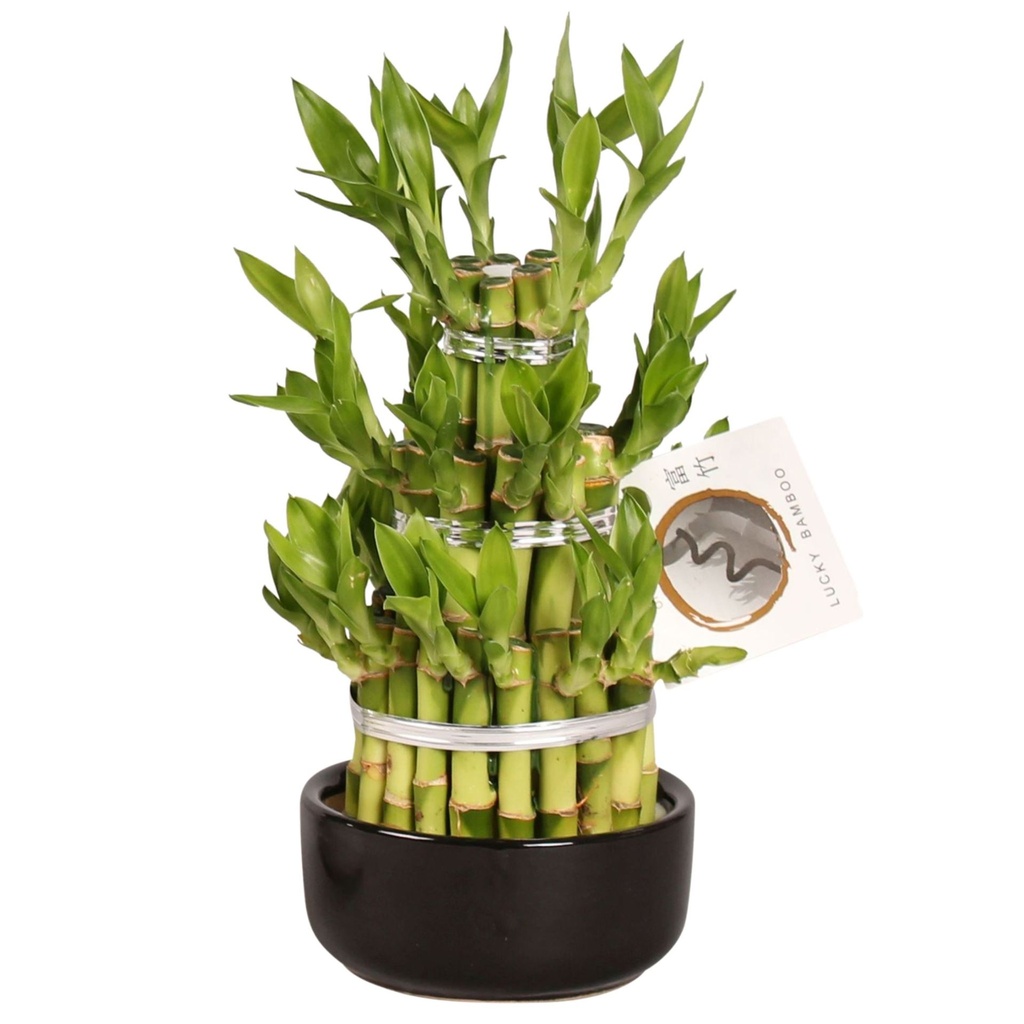 Dracaena Lucky Bamboo 3 Level Round