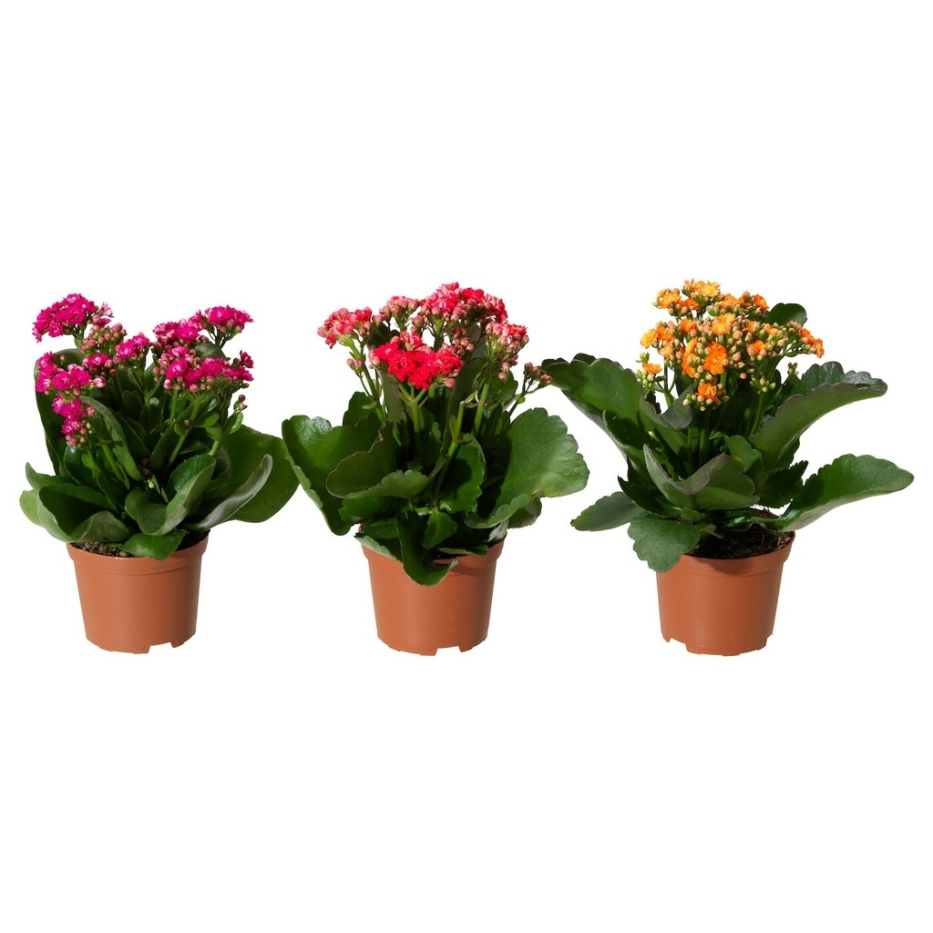 Kalanchoe Mix Plant نبتة كالانكوي مكس