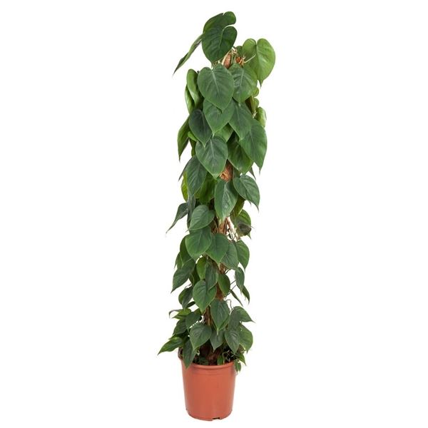 Philodendron Scandens فيلودندرون حلقة النار