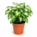 Syngonium Pixie سينغونيوم بيكسي