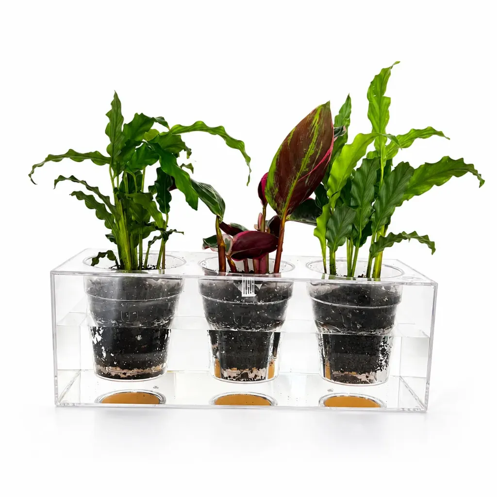 [BK-025A] Boskke Self-Watering Calathea Trio طقم بوسكي كالاثيا ذاتي الري – 3 نباتات