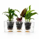 Boskke Self-Watering Calathea Trio طقم بوسكي كالاثيا ذاتي الري – 3 نباتات