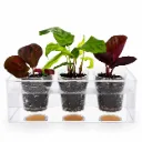 Boskke Self-Watering Calathea Trio طقم بوسكي كالاثيا ذاتي الري – 3 نباتات