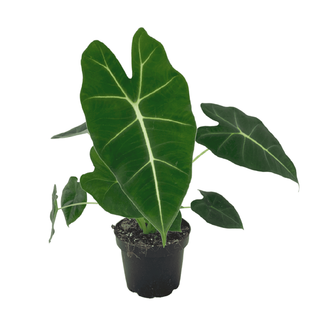 Alocasia Micholitziana Frydek - 17/55