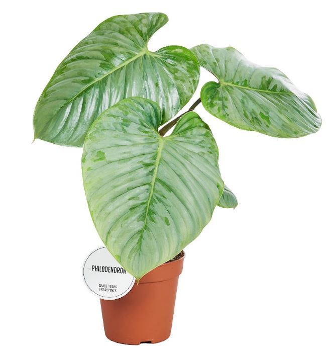 Philodendron Sodiroi - 15/40