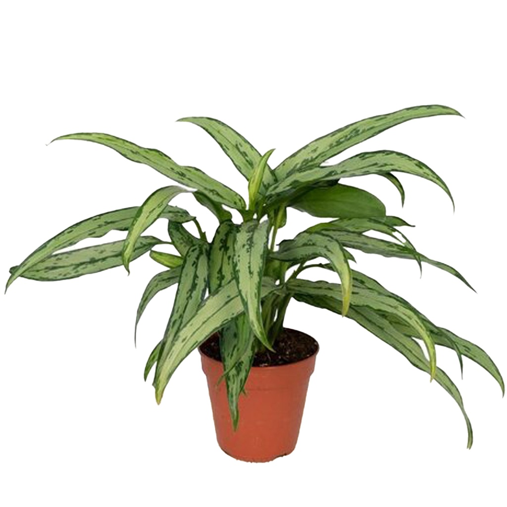 Aglaonema Cutlass أغلاونيما كاتلاس