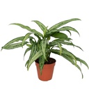 Aglaonema Cutlass أغلاونيما كاتلاس