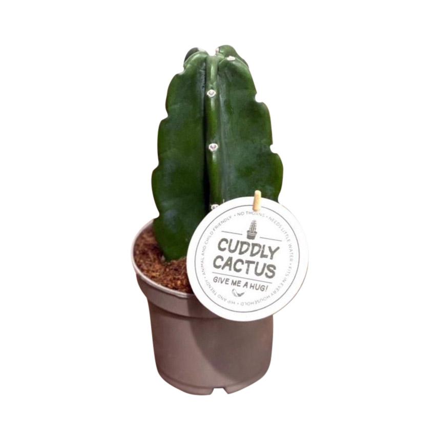 Cactus Cuddly - 12/20