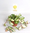 Hoya Carnosa Tricolor - 12/20 هويا كارنوزا ثلاثية الألوان - 12/20