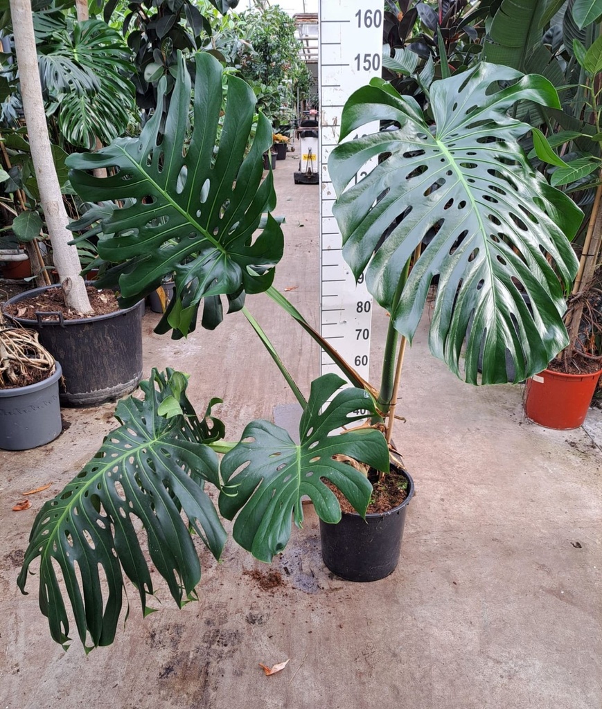 Monstera Deliciosa XXL - 40/160 مونستيرا ديليسيوسا XXL - 40/160