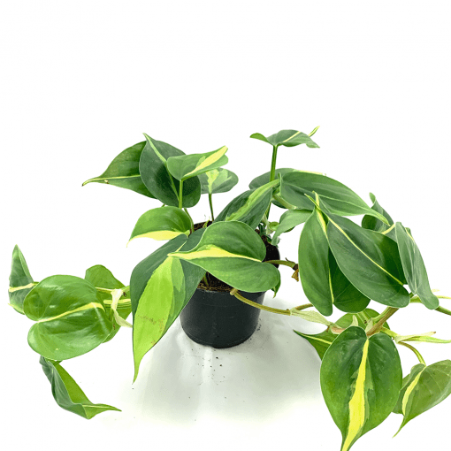 Philodendron Scandens Brasil فيلودندرون حلقة النار