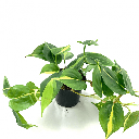 Philodendron 'Scandens Brasil' فيلوديندرون سكاندينس برازيل
