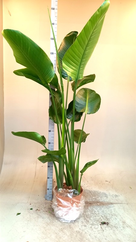 Strelitzia Nicolai - 21/125