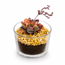 Desert Jewel Terrarium تراريوم جوهرة الصحراء