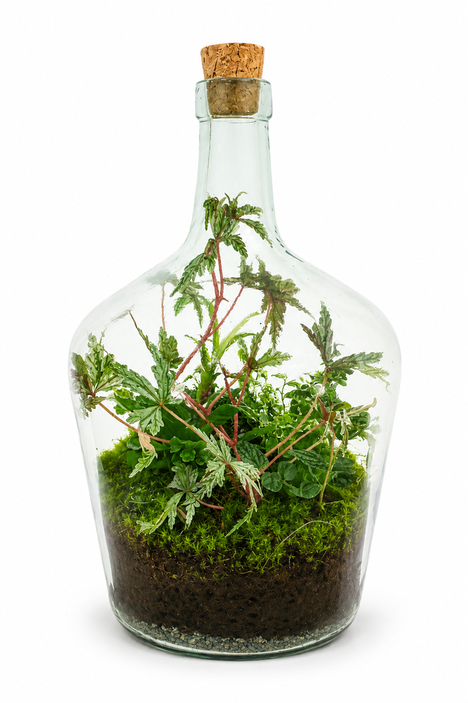 Forest Elixir Terrarium تراريوم إكسير الغابة