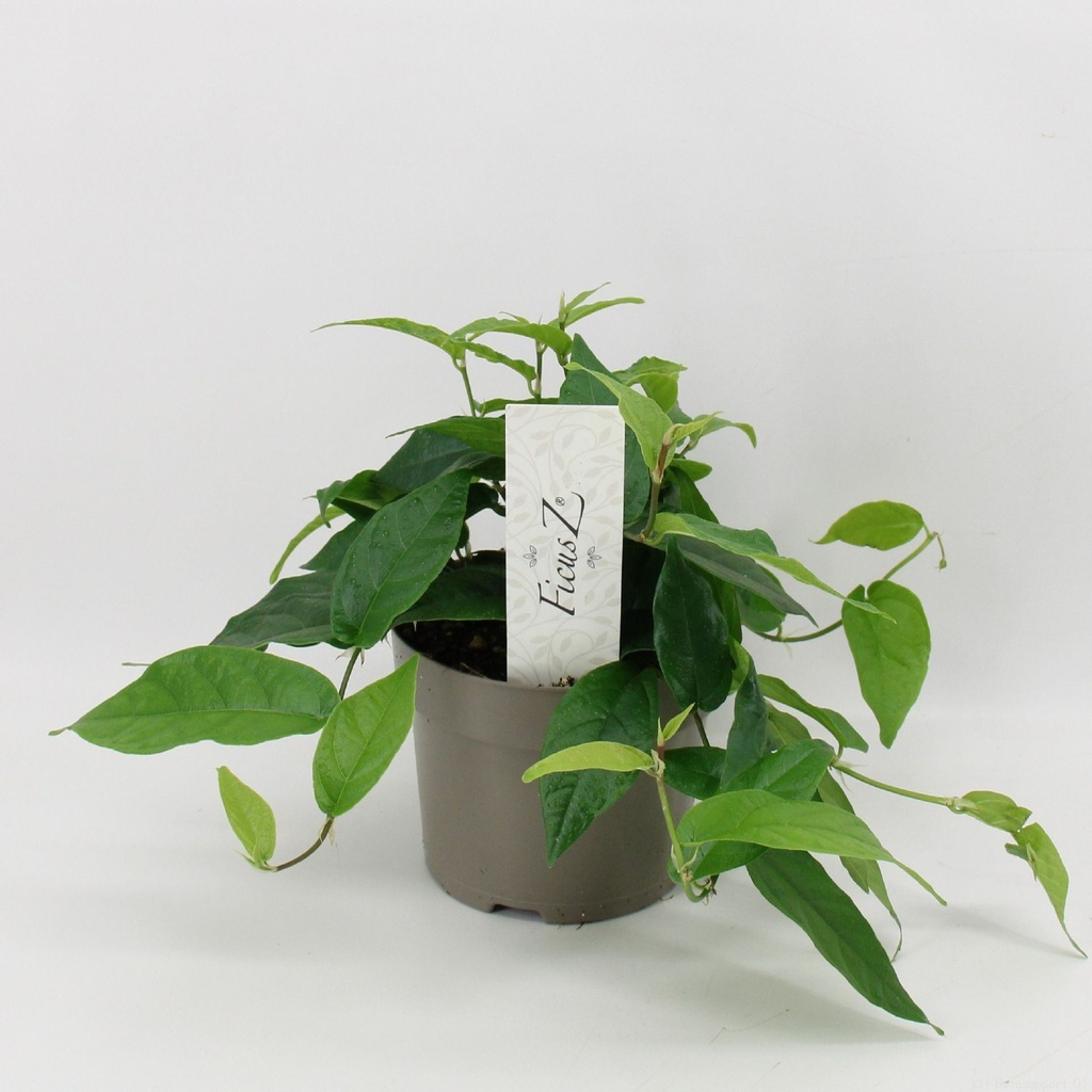Ficus Pumila Radicans