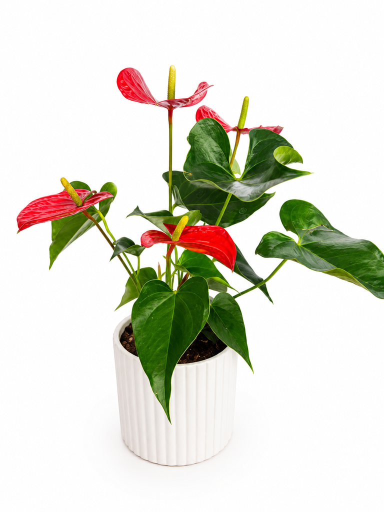 [PP3] Potted Anthurium أنثوريوم بوعاء