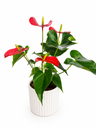 Potted Anthurium أنثوريوم بوعاء