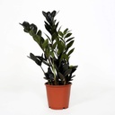 Zamioculcas Raven زاميوكولكاس رافن