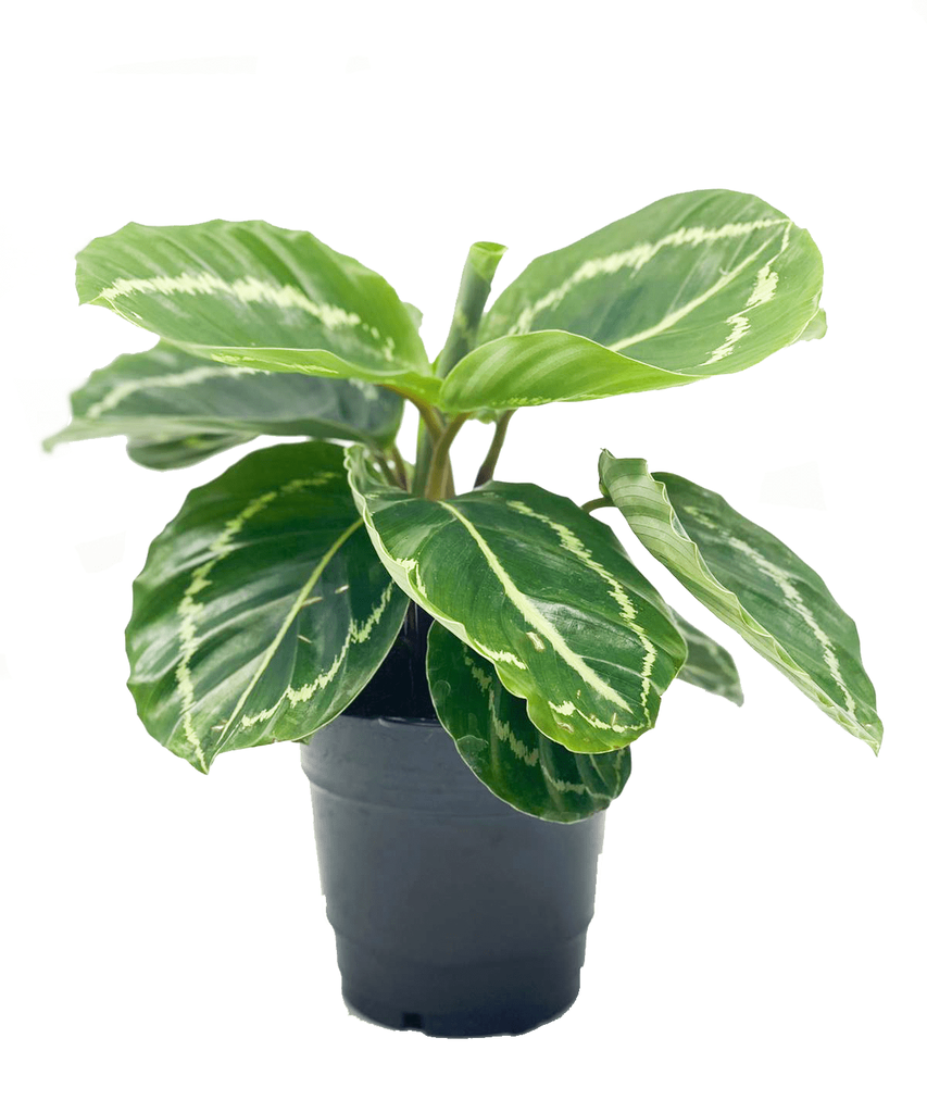 Calathea Apple Bee - 14/35