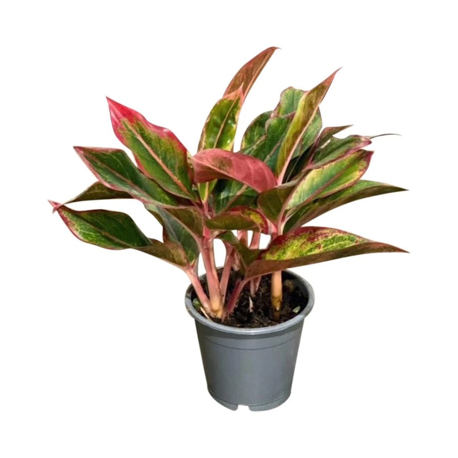 Aglaonema Creta أغلاونيما كريتا