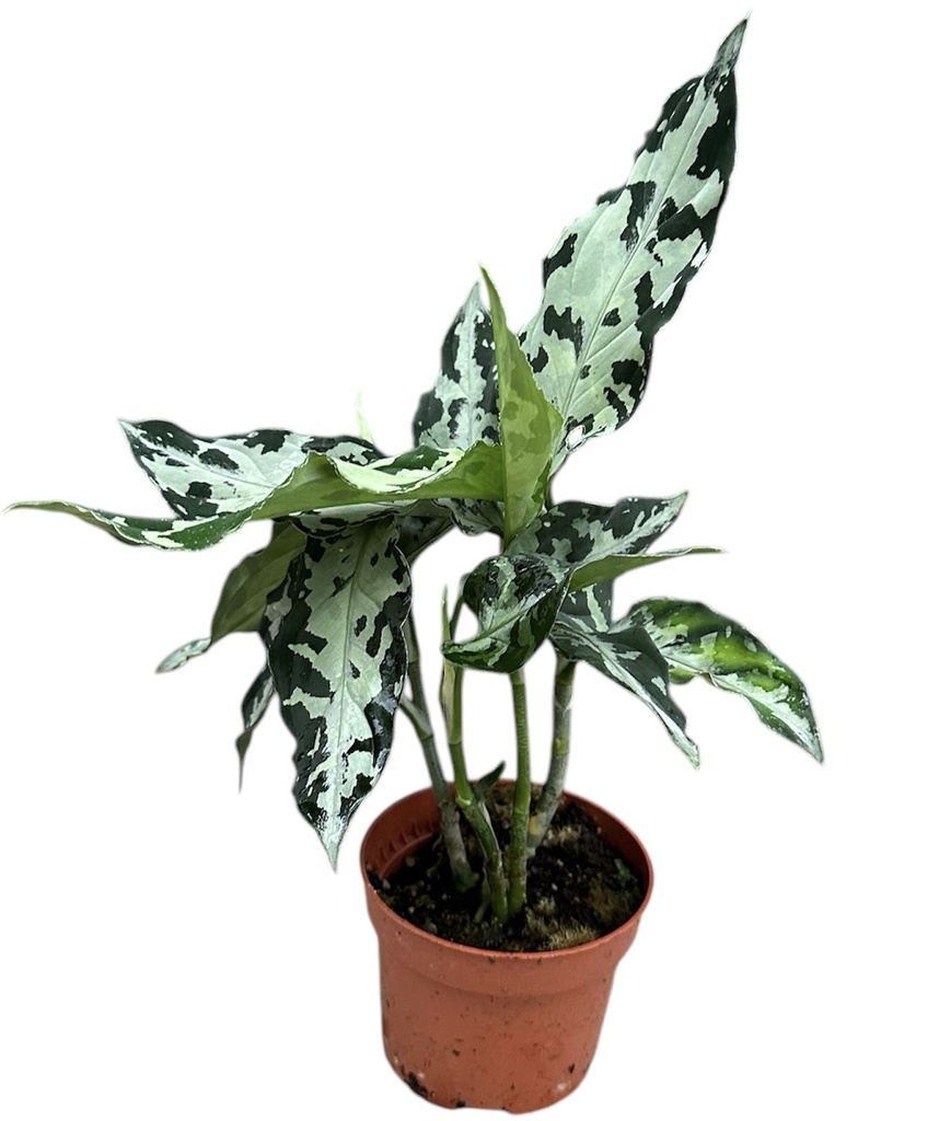 Aglaonema Pictum Bicolor أغلاونيما بيكتوم ثنائي اللون