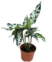 Aglaonema Pictum Bicolor أغلاونيما بيكتوم ثنائي اللون