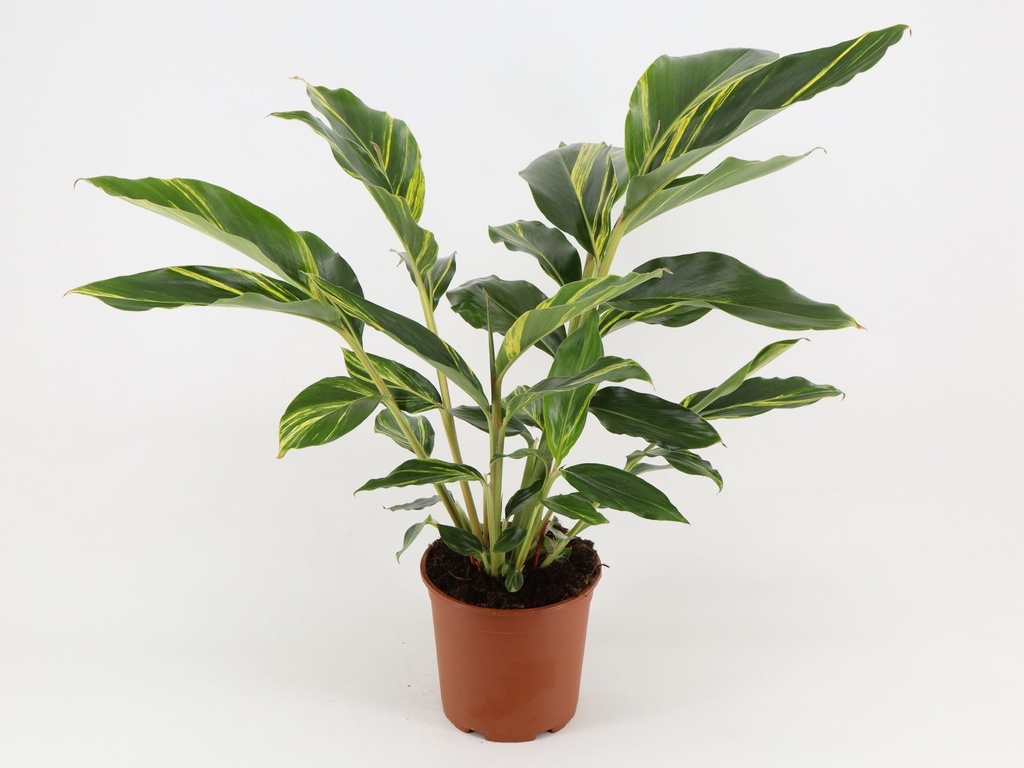 Alpinia Zerumbet Variegata - 21/70