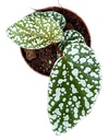 Begonia Snowcap