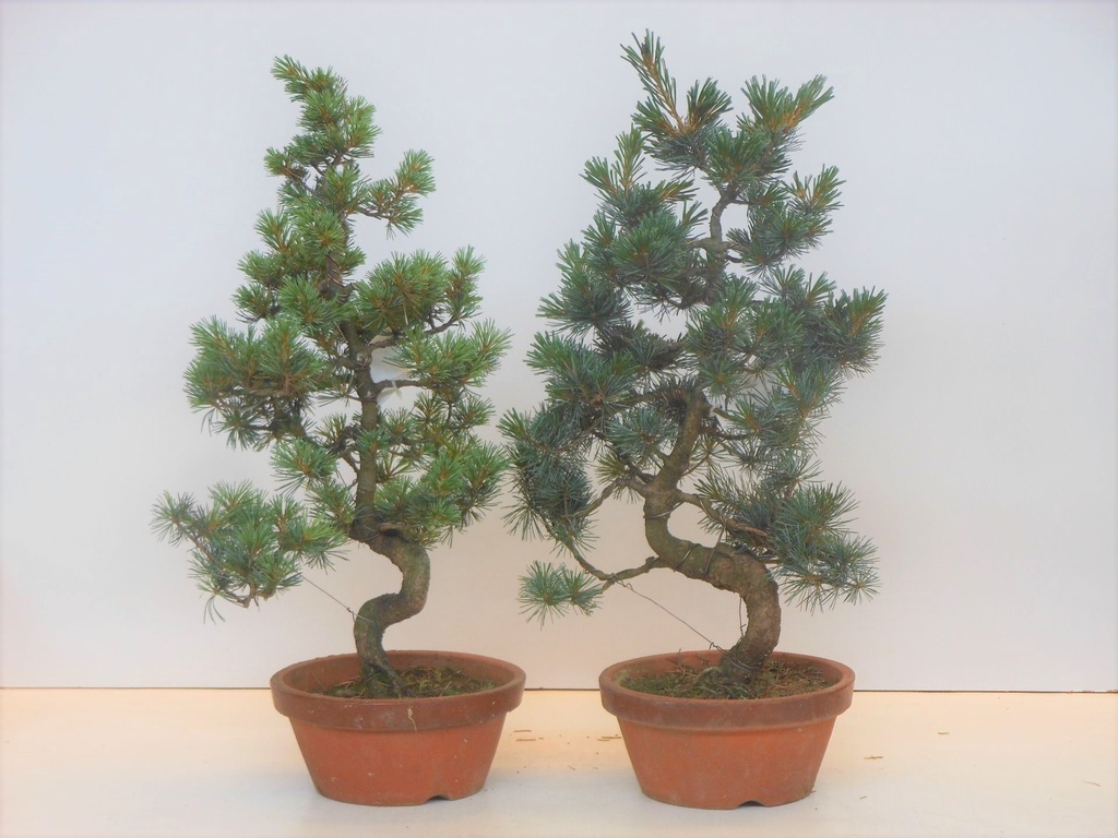 Bonsai - Pinus Pentaphylla Parviflora