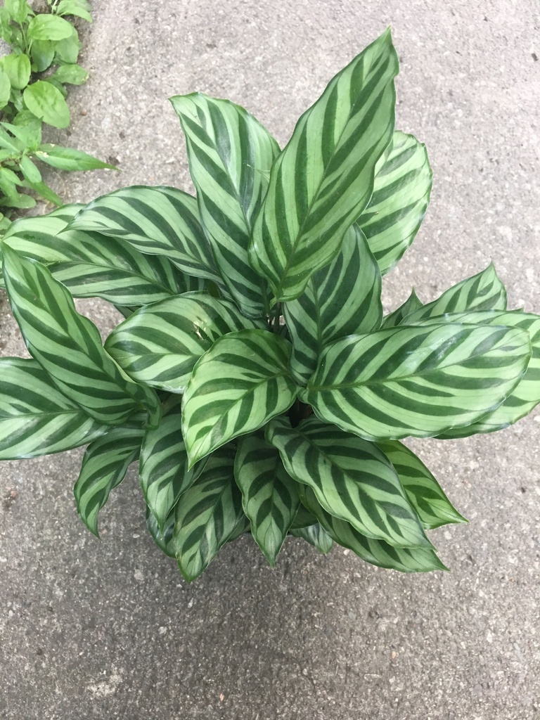 Calathea Freddie كالاثيا فريدي