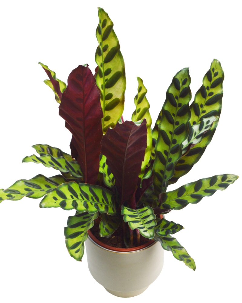 Calathea Lancifolia  Insigne