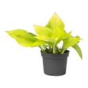 Epipremnum Neon Pothos إيبيبريمنوم نيون بوتوس